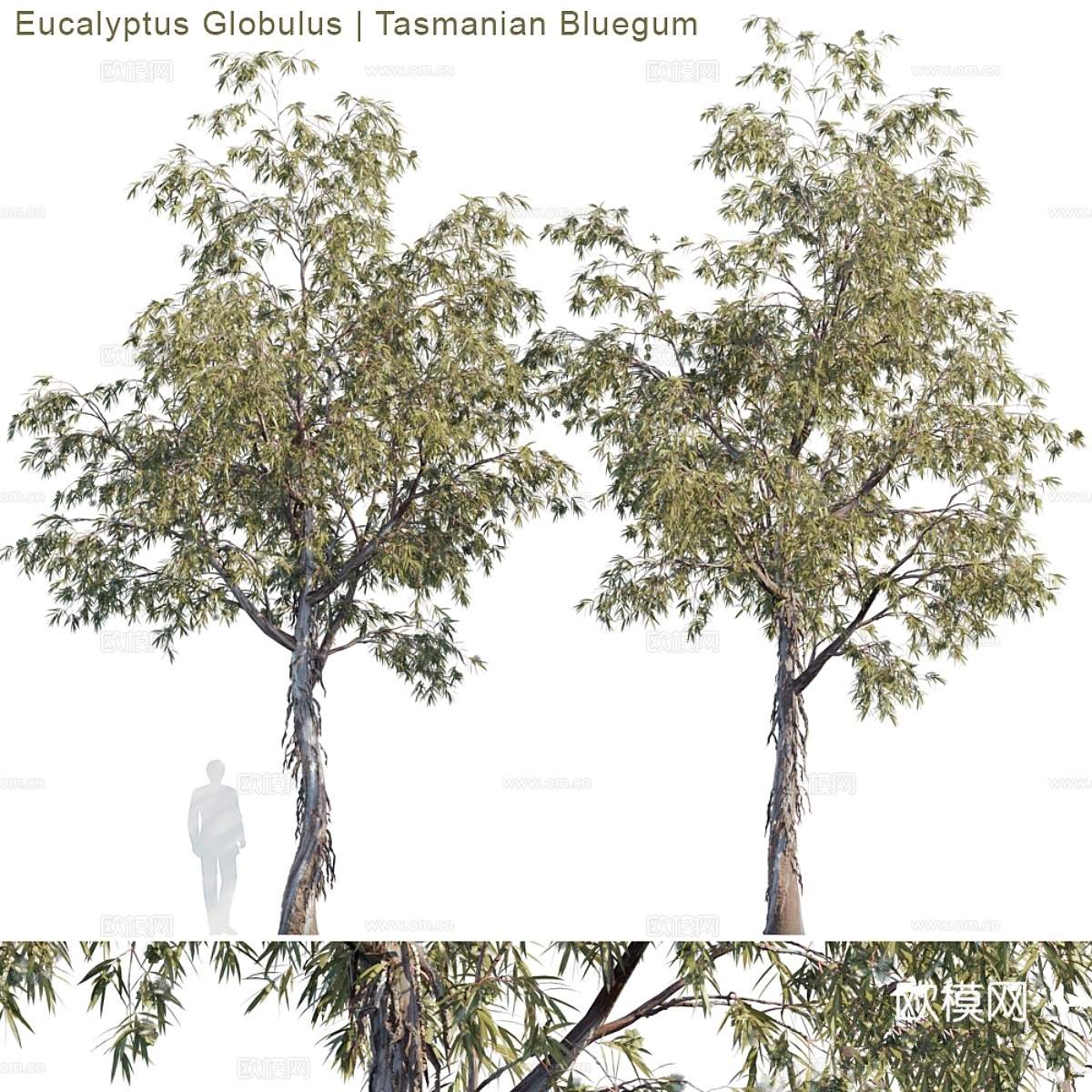 塔斯马尼亚蓝桉3d模型下载