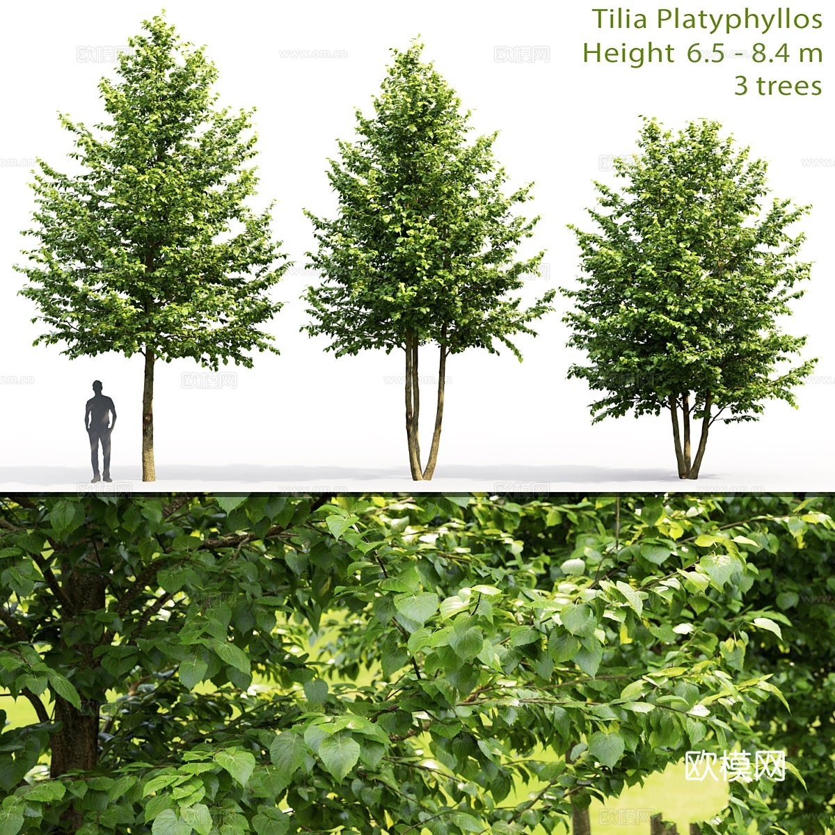 阔叶椴树3d模型下载