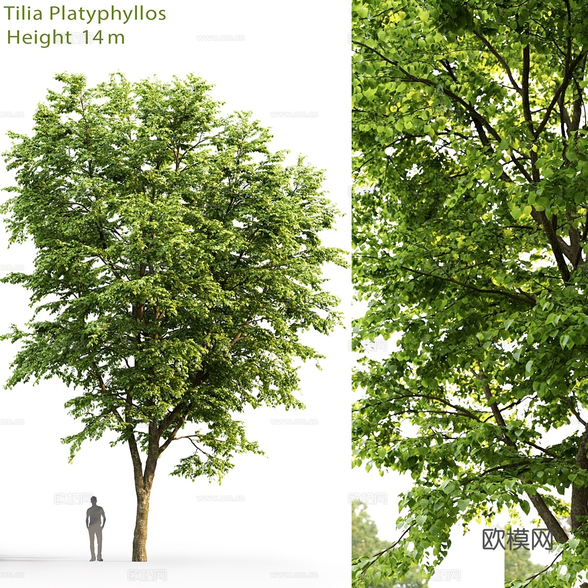 阔叶椴树3d模型下载