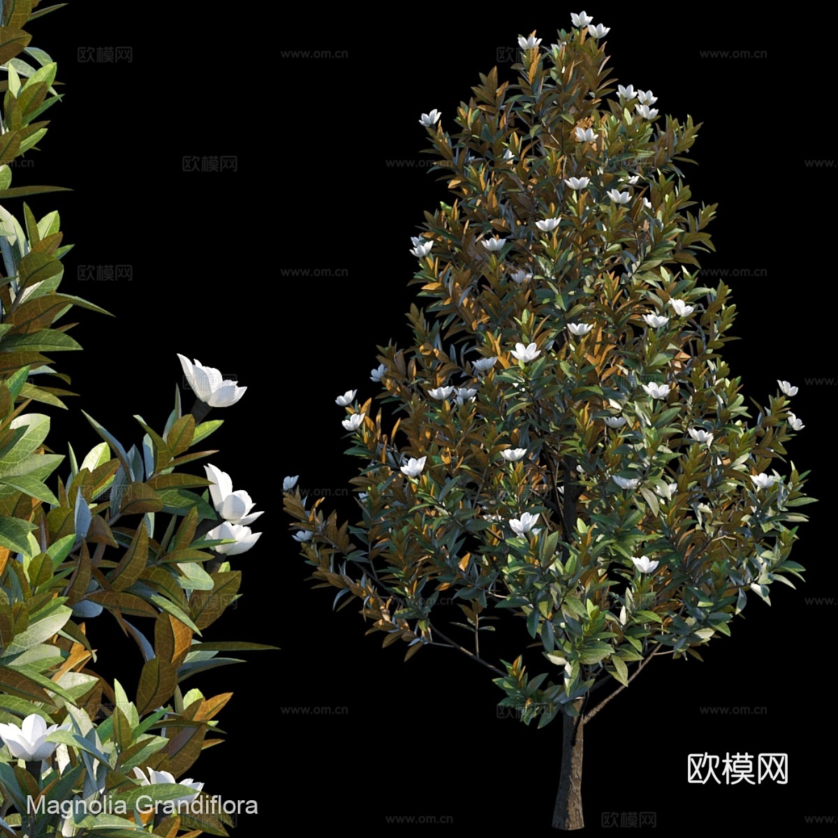 大花木兰3d模型下载