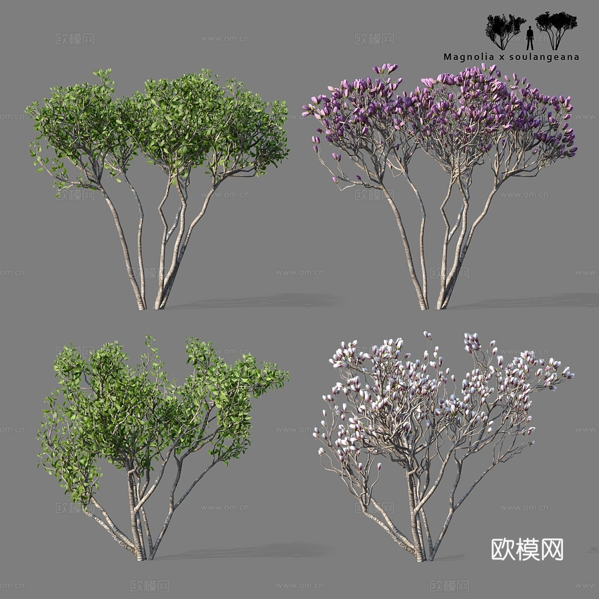 紫玉兰双株组   Magnolia x soulangean3d模型下载