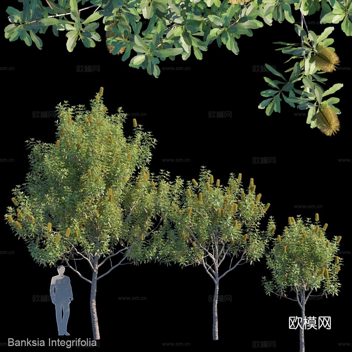 单叶袋鼠花3d模型下载