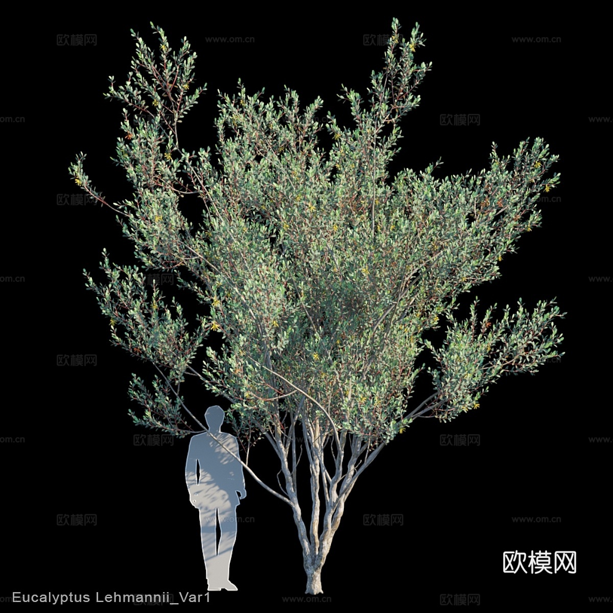 莱曼桉变种13d模型下载