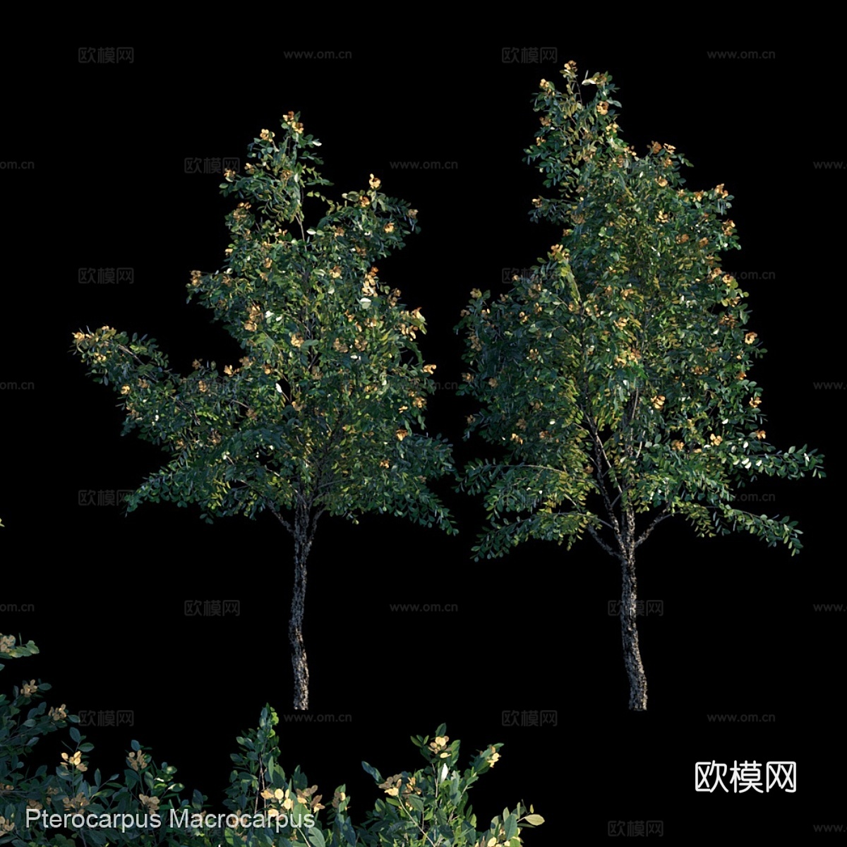 大果紫檀_13d模型下载