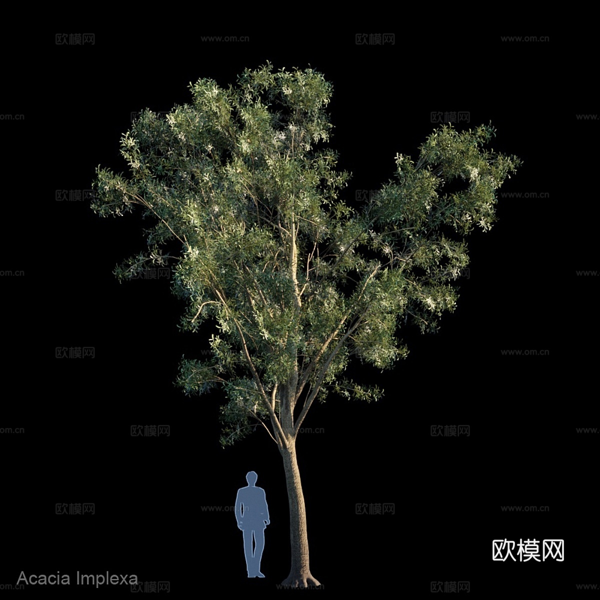 相思树3d模型下载