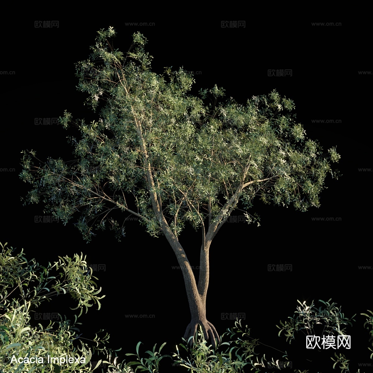 相思树3d模型下载