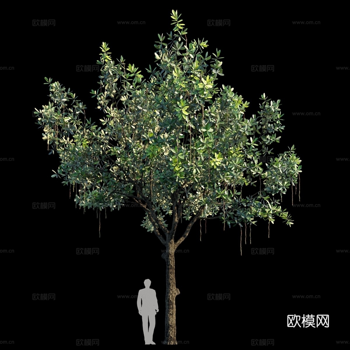 巴林顿树 变种 33d模型下载