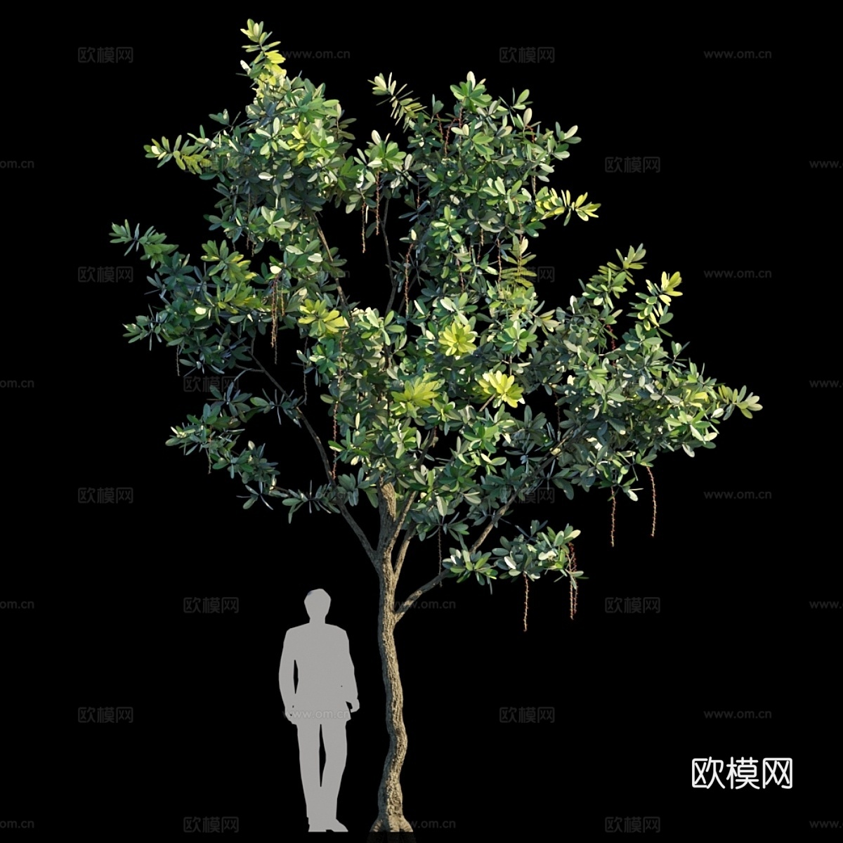 尖角巴林顿树 变种 23d模型下载