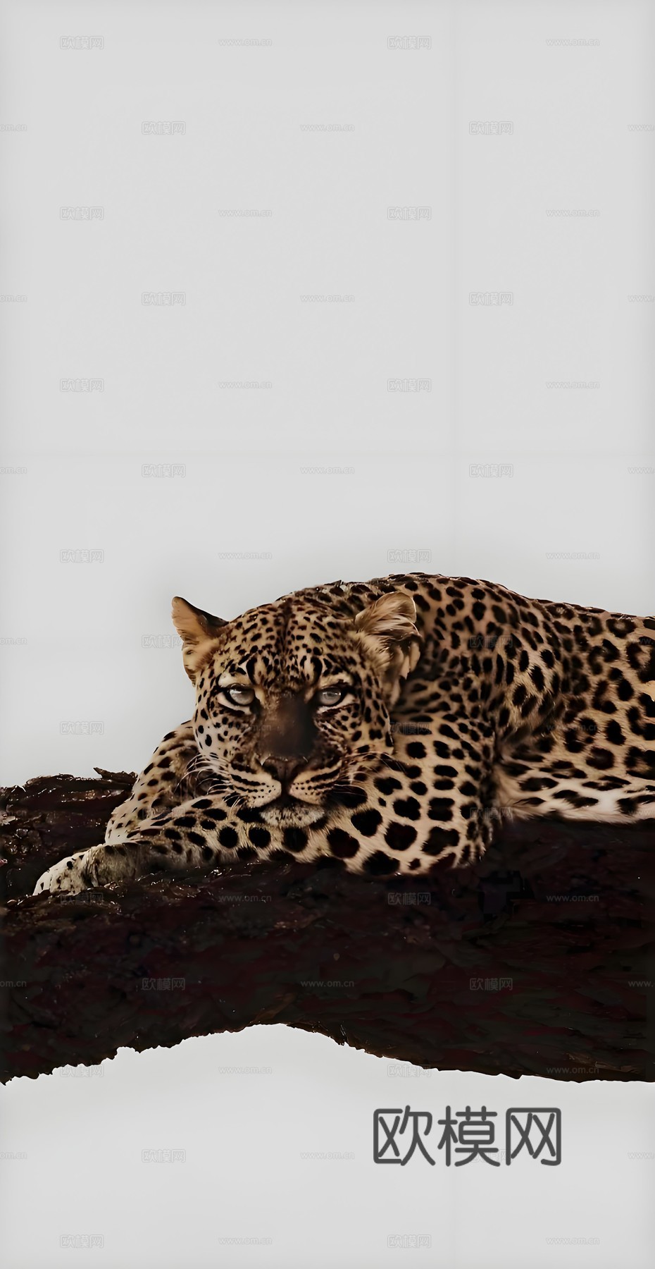 艺术画芯下载（渲染图8）