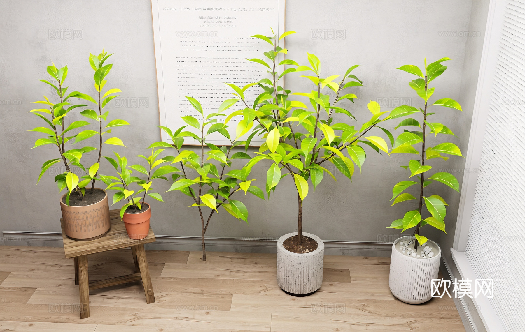 侘寂风绿植 室内植物 角落造景 琴叶榕su模型下载（渲染图1）