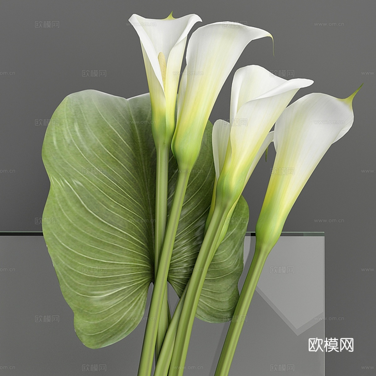 马蹄莲 23d模型下载