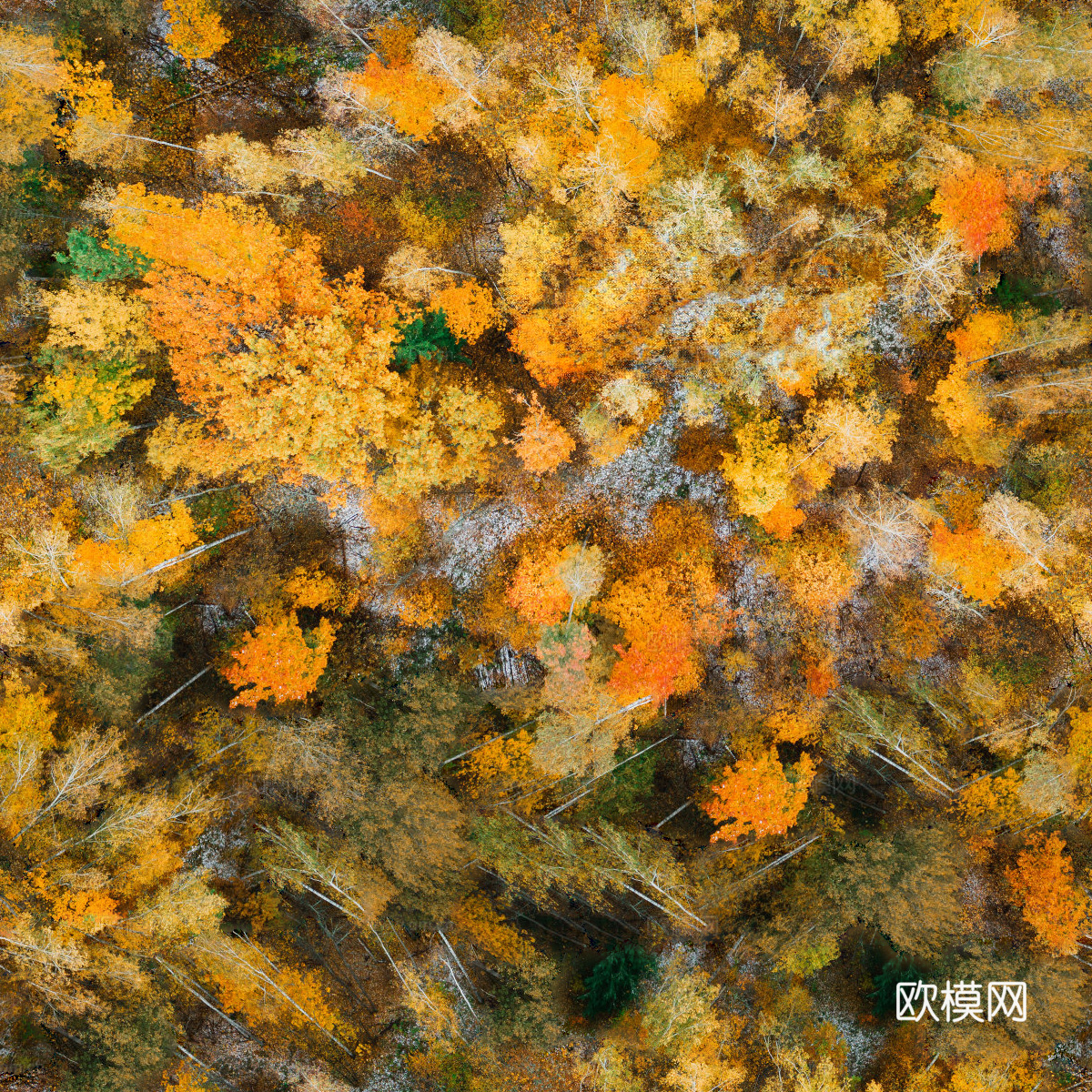 秋天色彩丰富的树林森林俯视图7