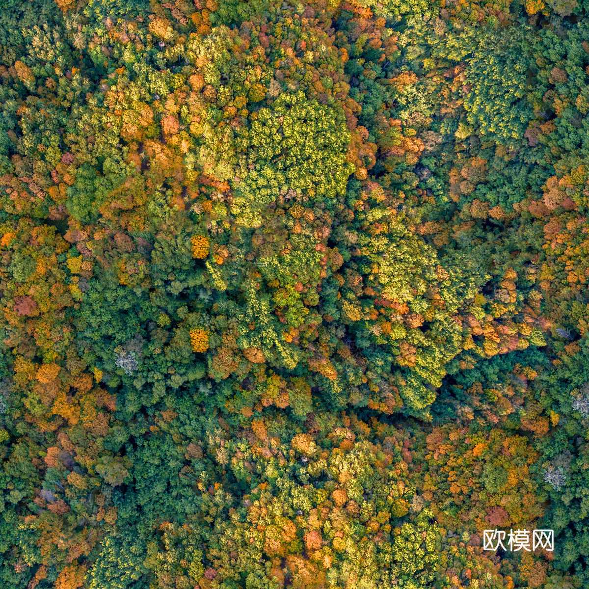 秋天色彩丰富的树林森林俯视图2