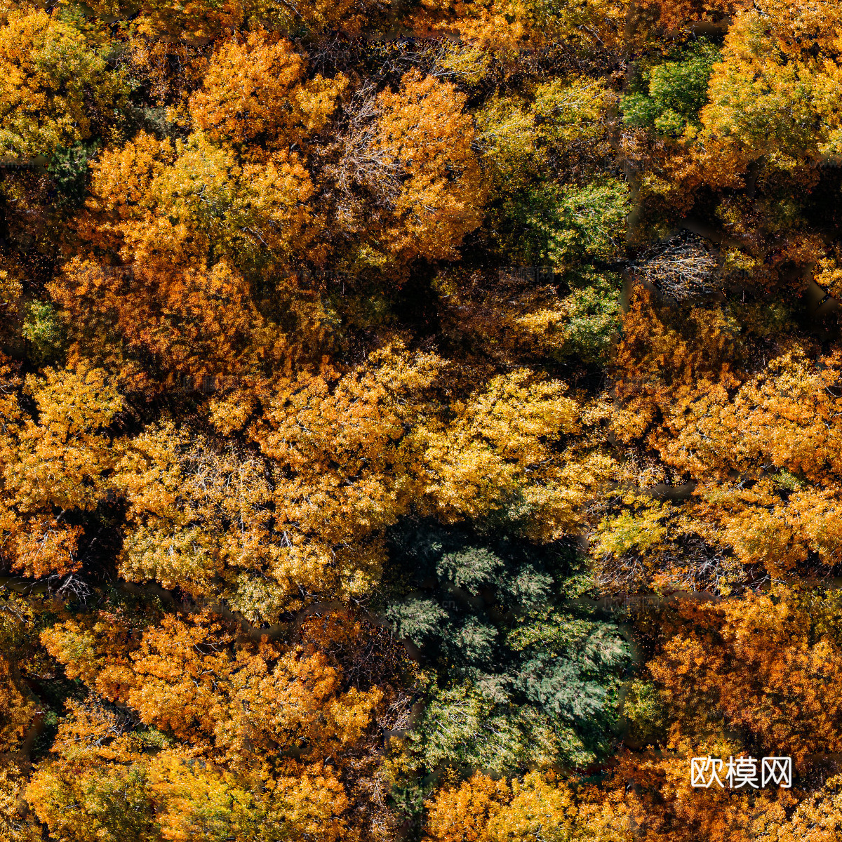 秋天色彩丰富的树林森林俯视图9