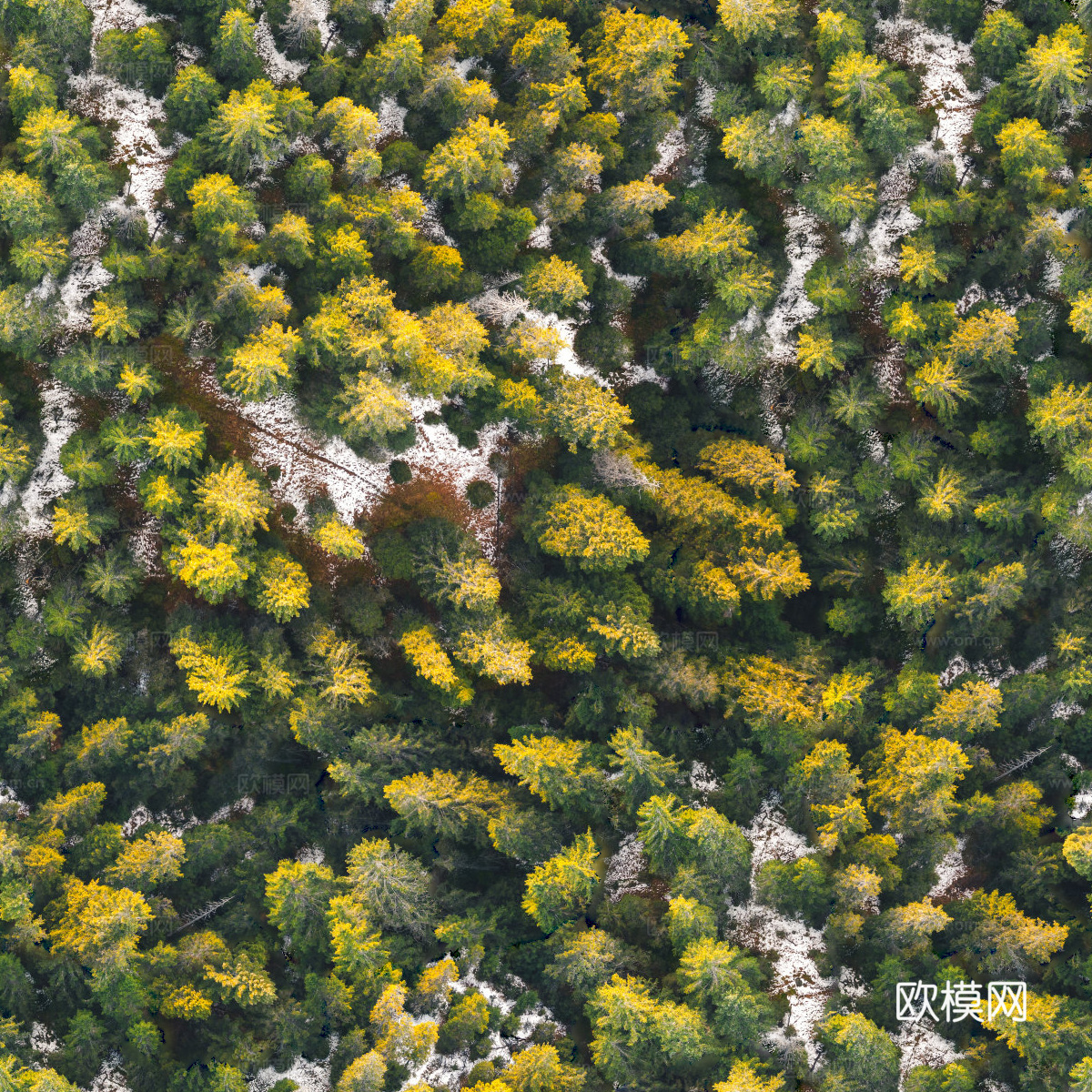 铺满白雪的树林森林俯视图2