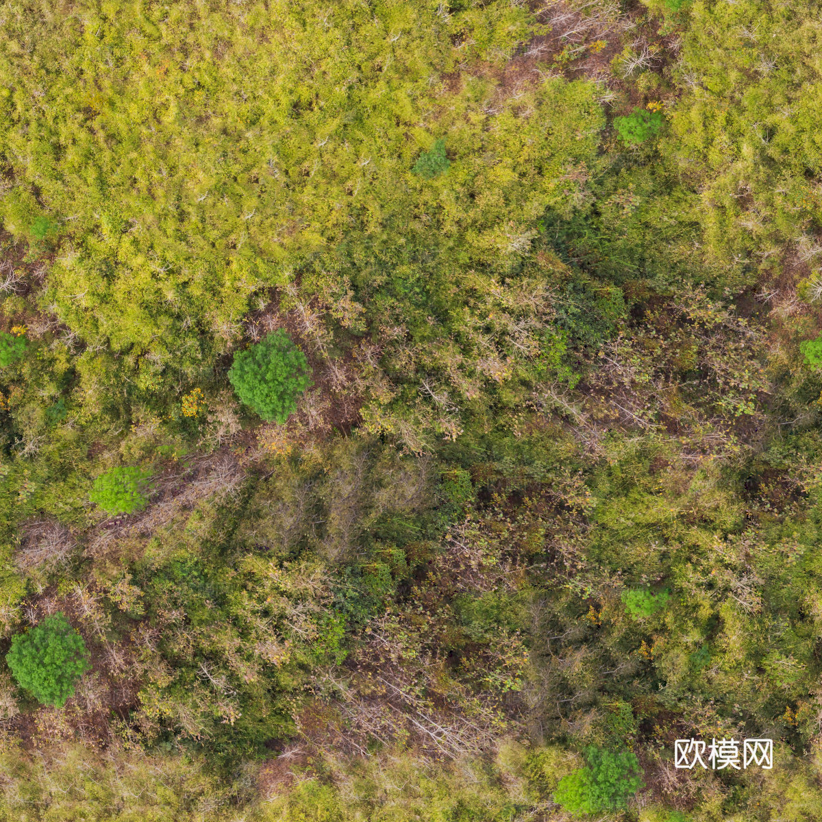 秋天色彩丰富的树林森林俯视图6