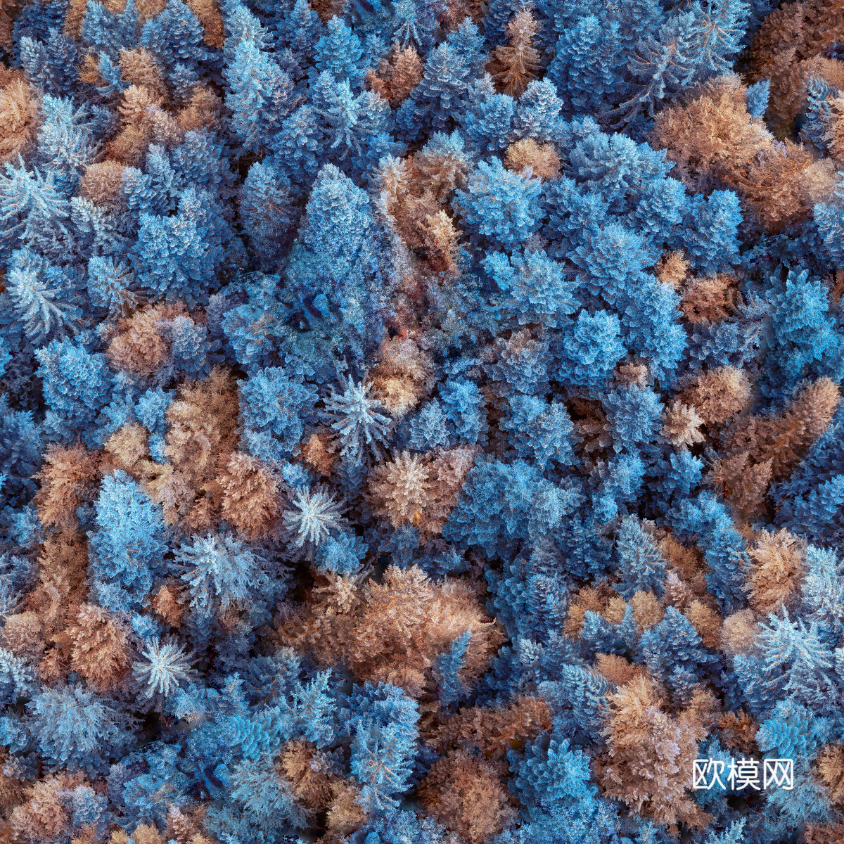 铺满白雪的树林森林俯视图3