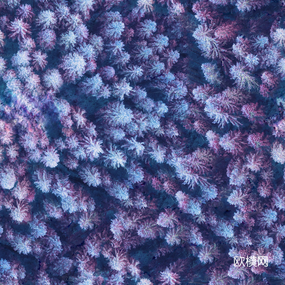 铺满白雪的树林森林俯视图4