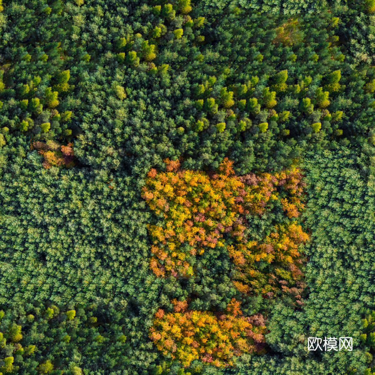 秋天色彩丰富的树林森林俯视图1