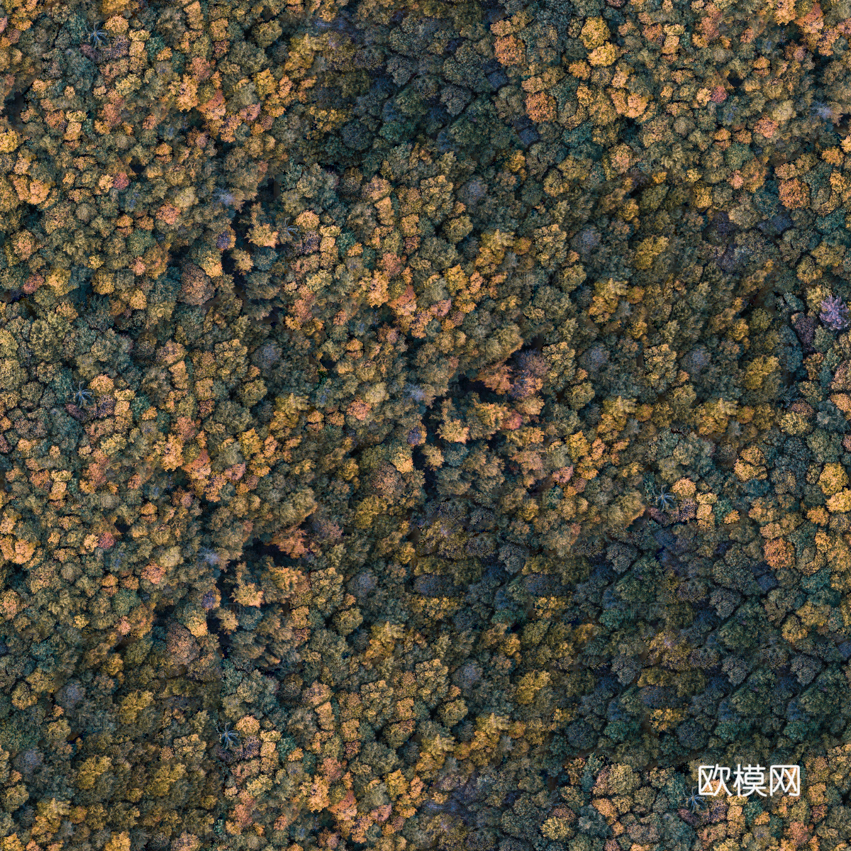 秋天色彩丰富的树林森林俯视图4