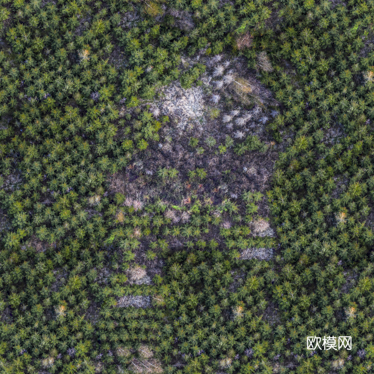 规则人工树林俯视图5下载