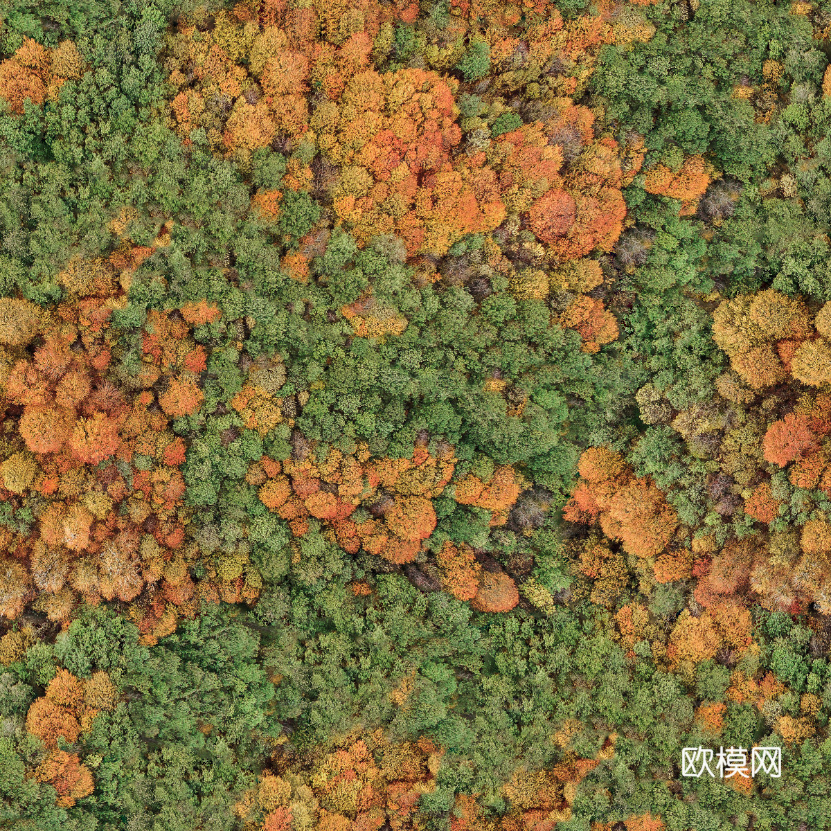 秋天色彩丰富的树林森林俯视图5