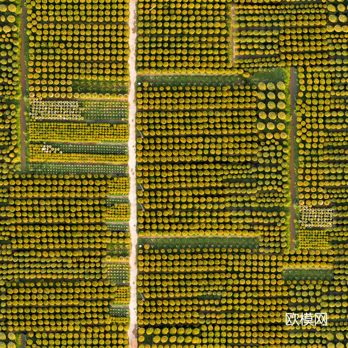 规则人工树林俯视图10下载
