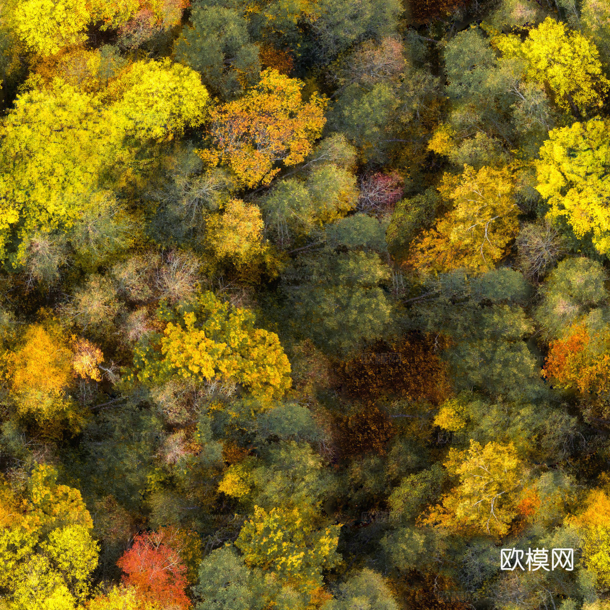秋天色彩丰富的树林森林俯视图8下载