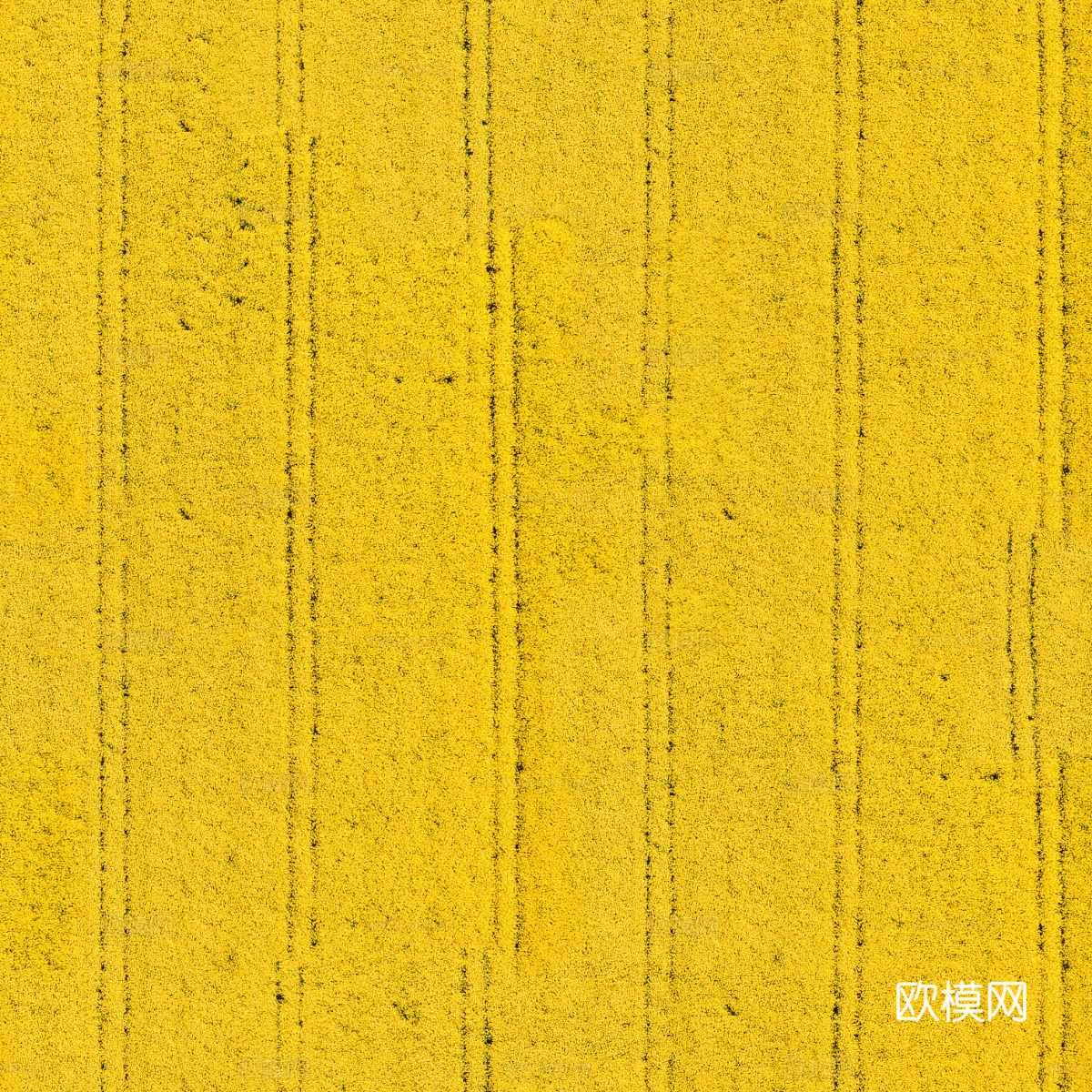 农田油菜花田202下载