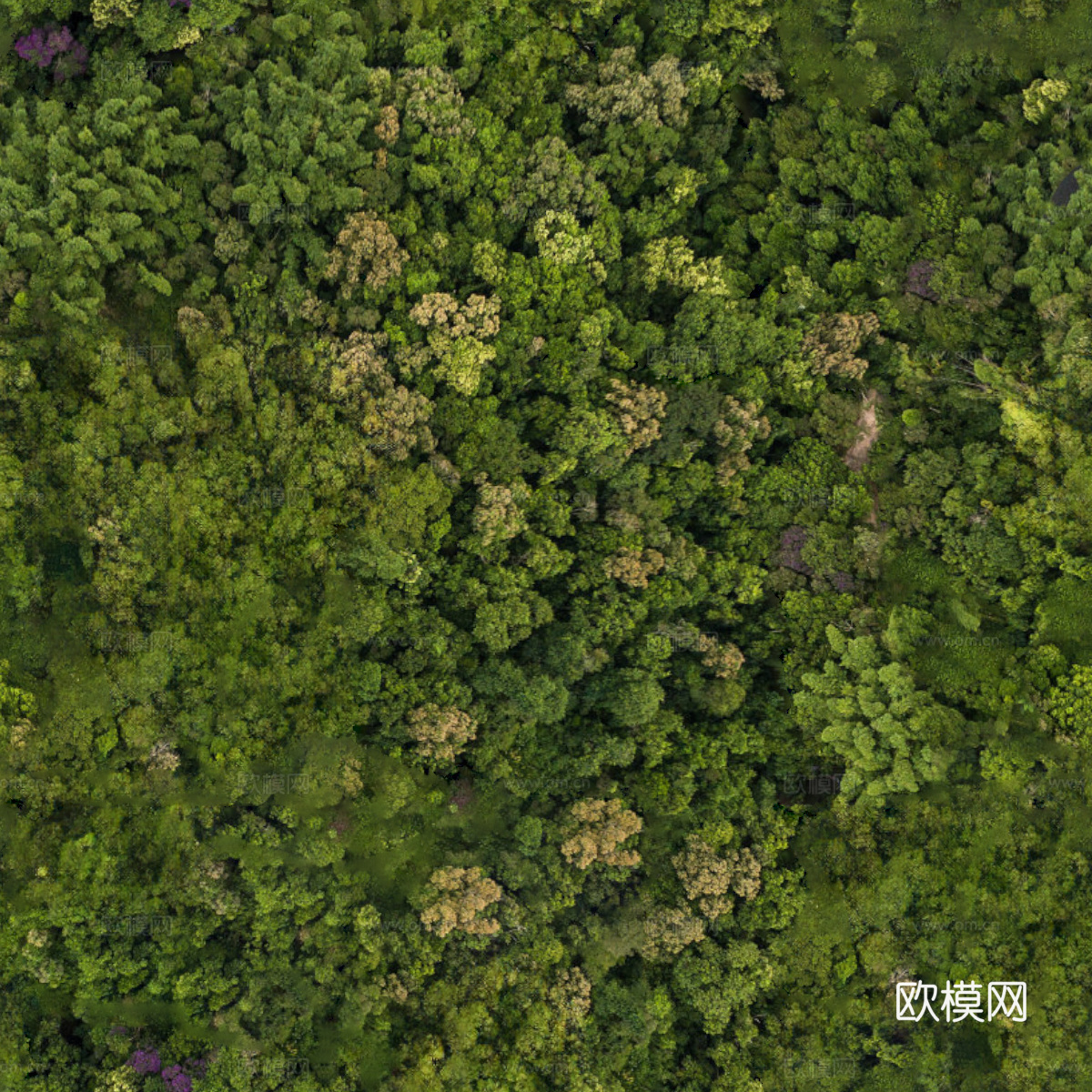 森林树林俯视图25下载