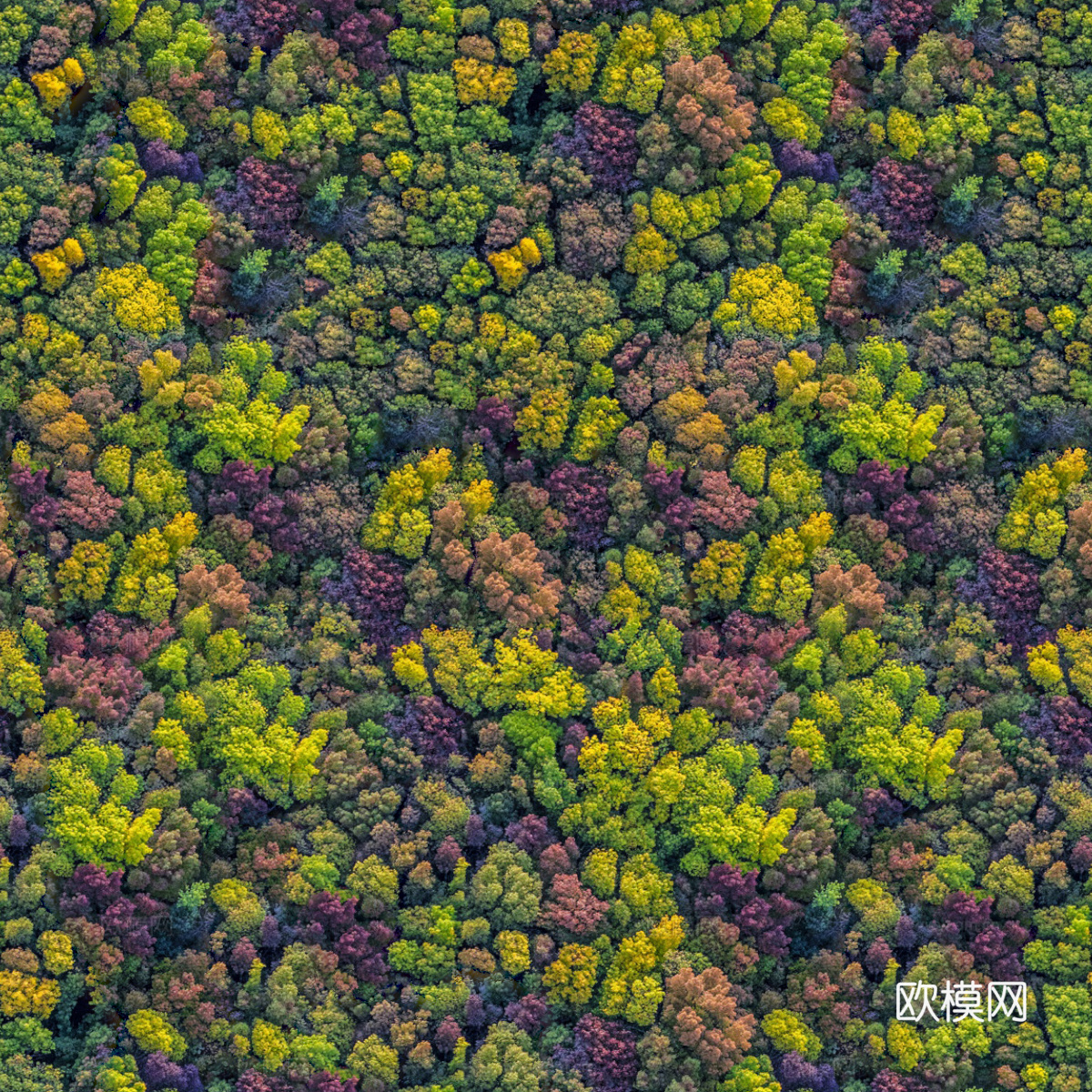森林树林俯视图132