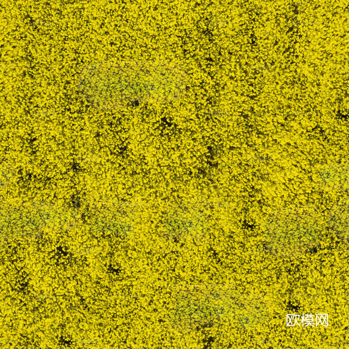 农田油菜花田191