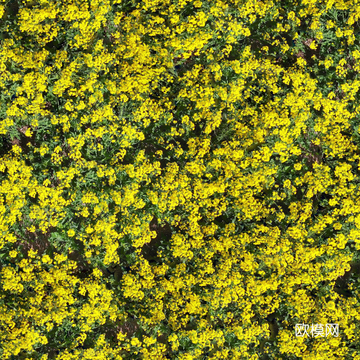 农田油菜花田218下载