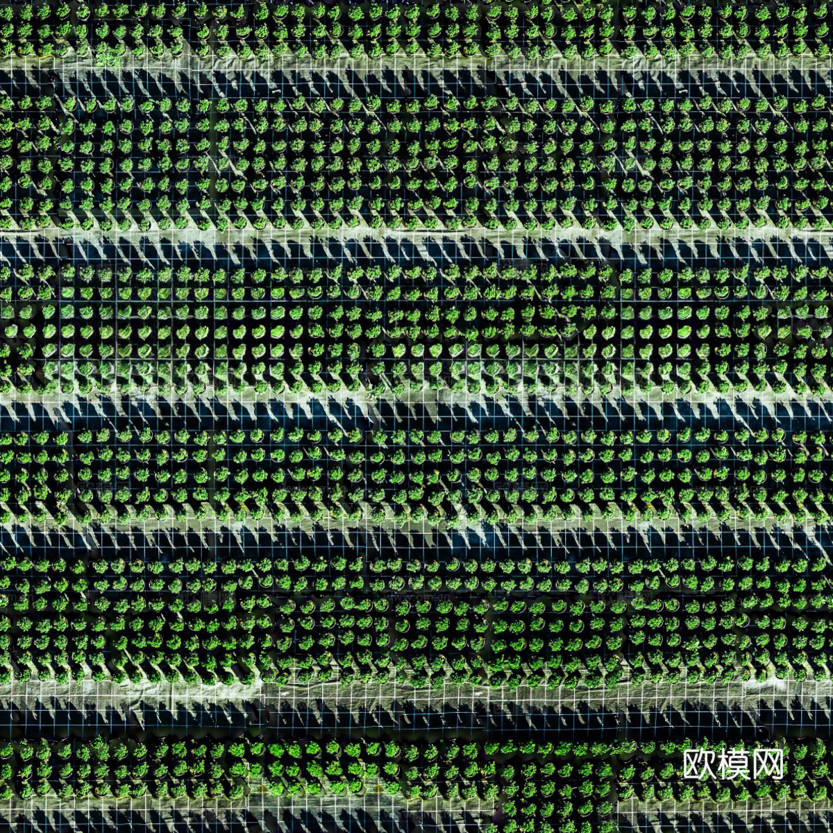 菜地农田农作物俯视图25下载