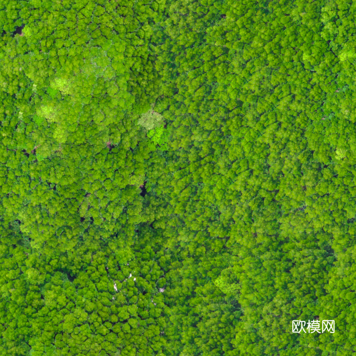 森林树林俯视图4