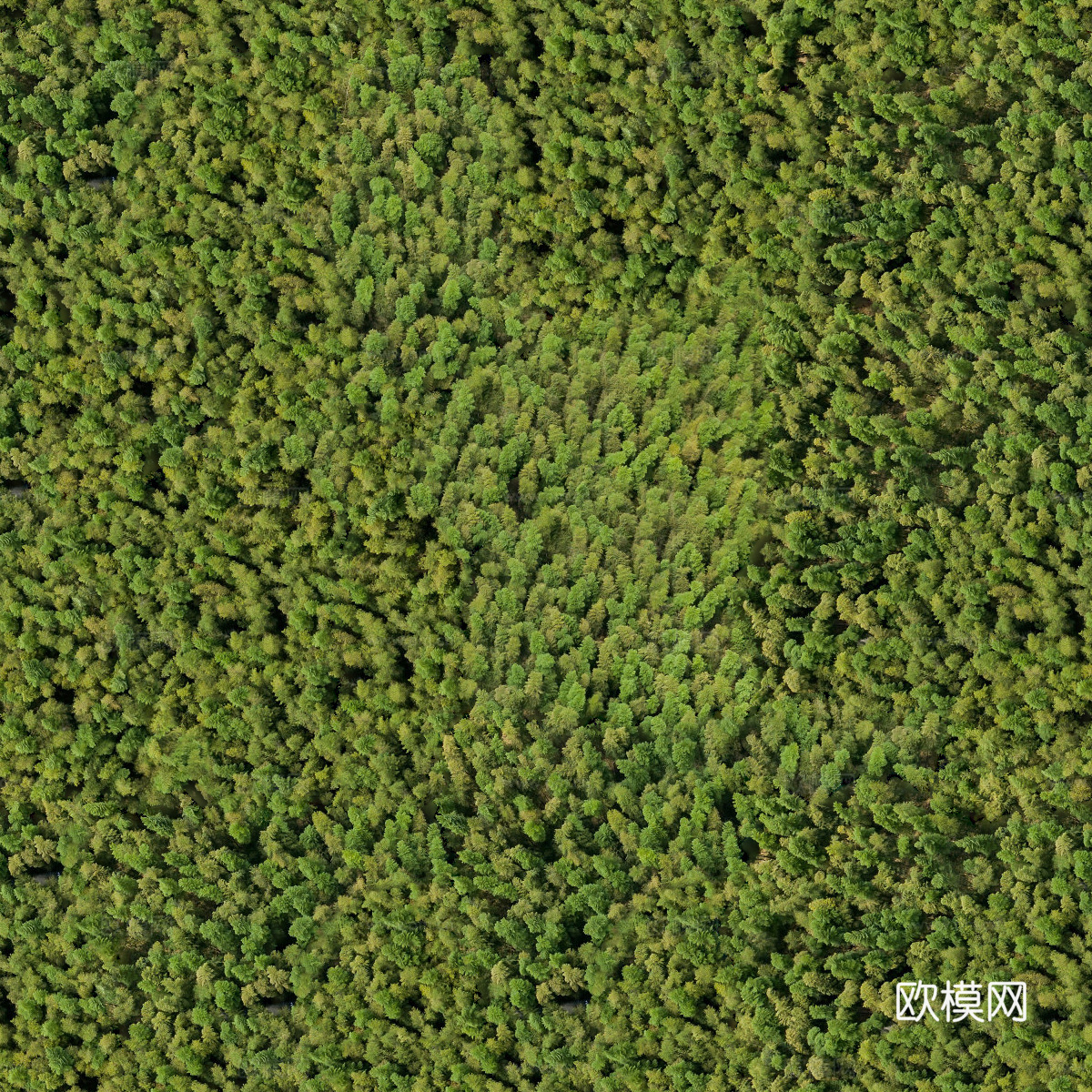 森林树林俯视图118