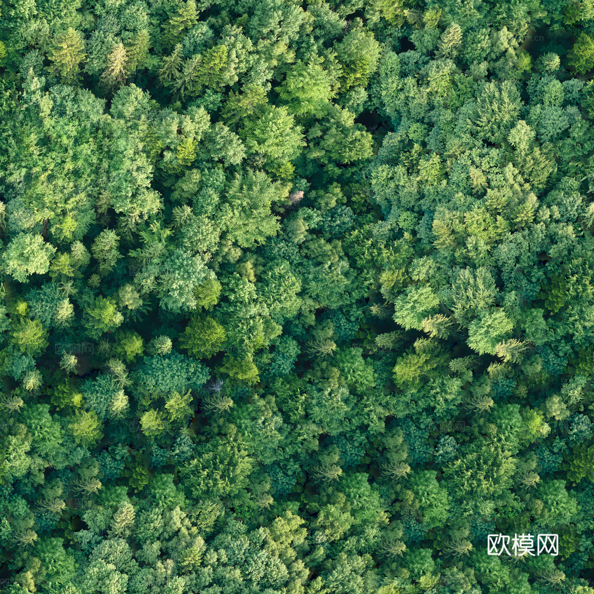 森林树林俯视图101下载