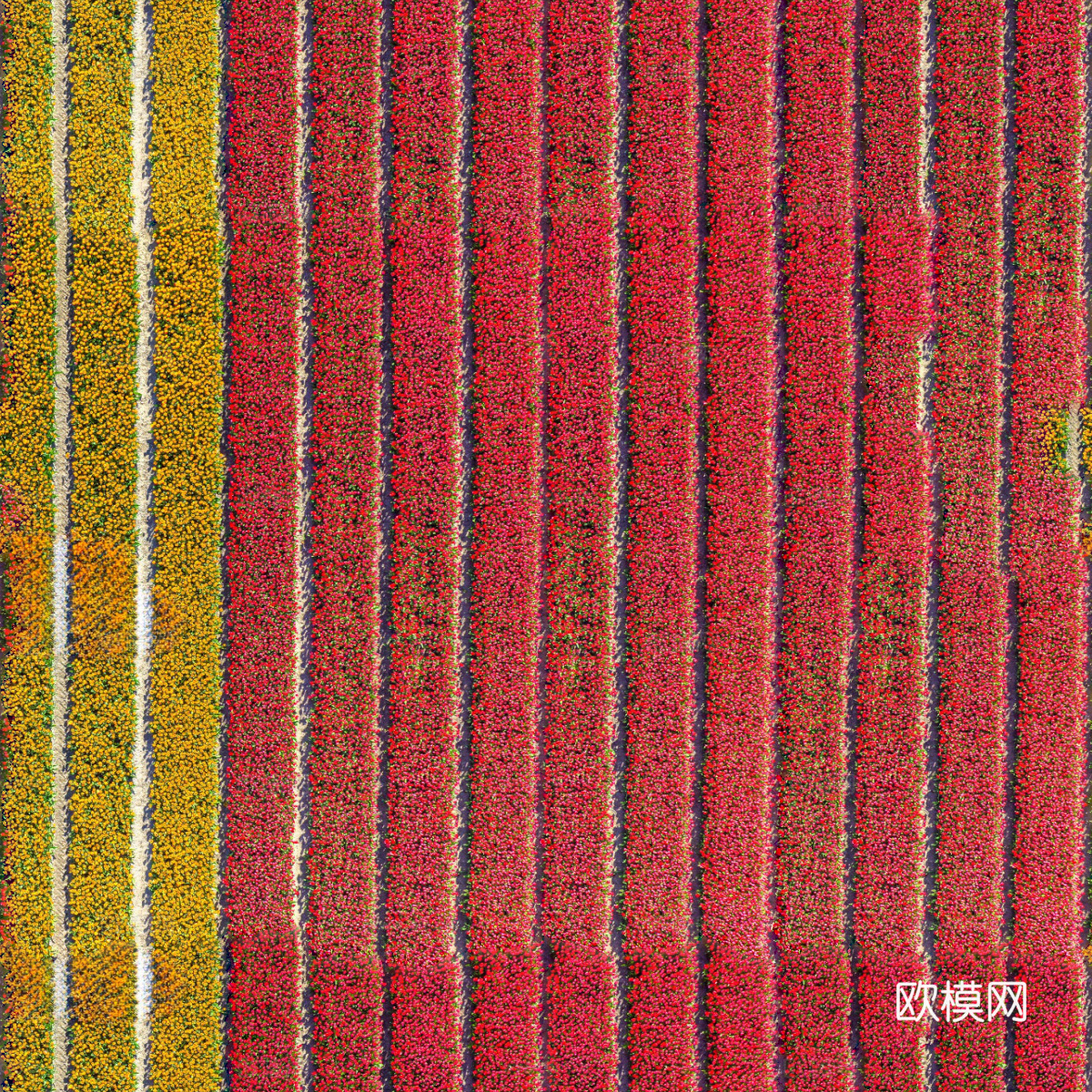 花田花海69下载