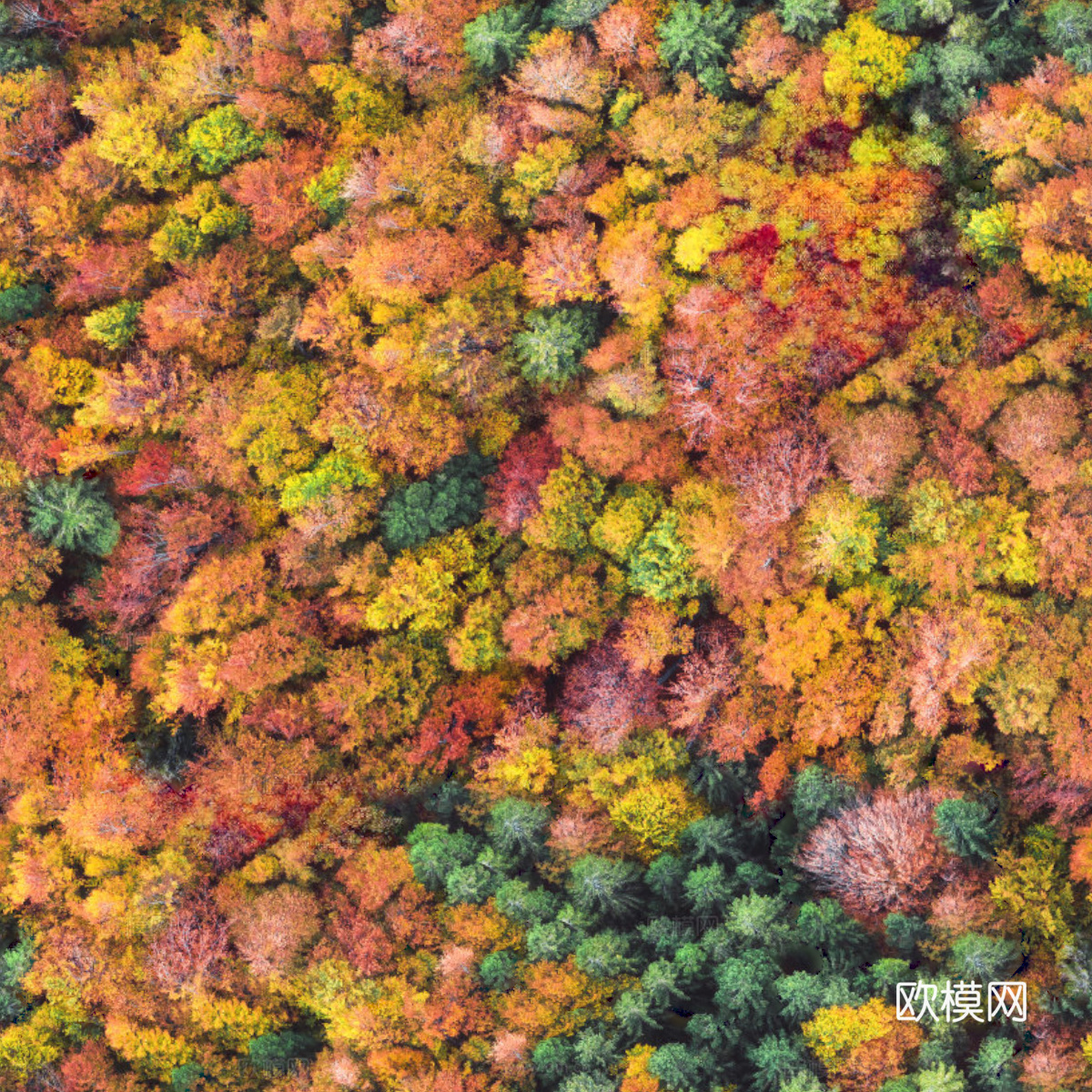 秋天色彩丰富的树林森林俯视图53