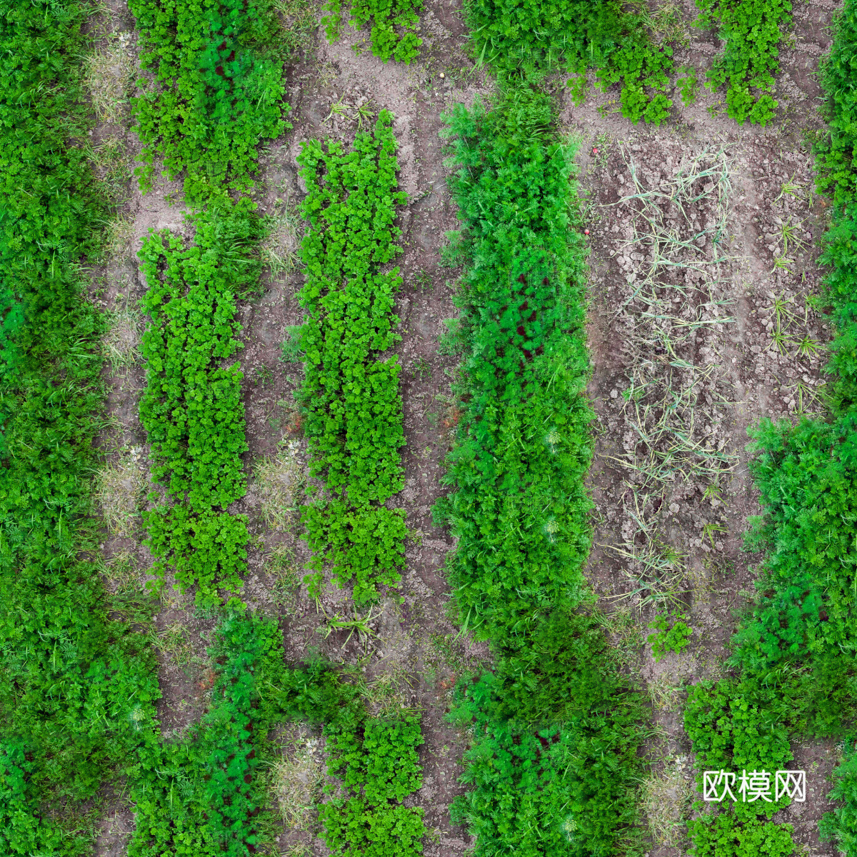 菜地农田农作物俯视图7下载