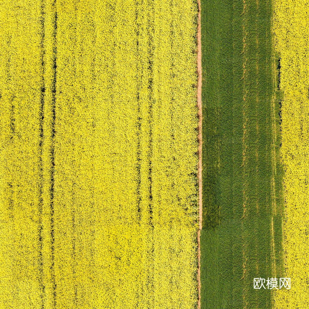 农田油菜花田109下载