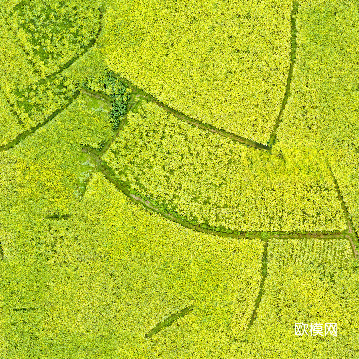 农田油菜花田139下载