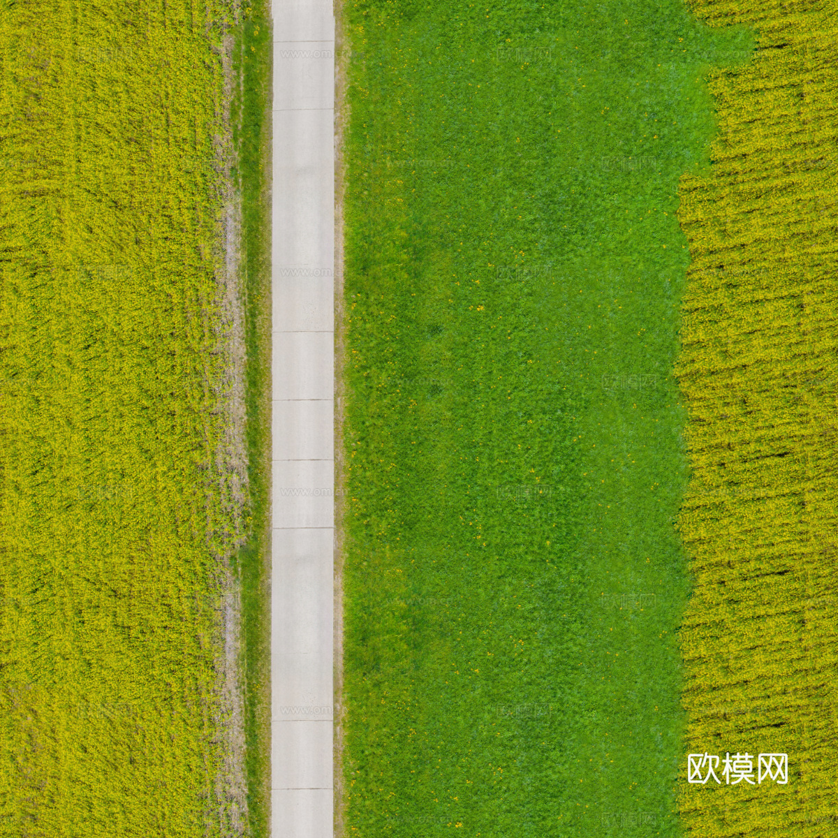 农田油菜花田181下载