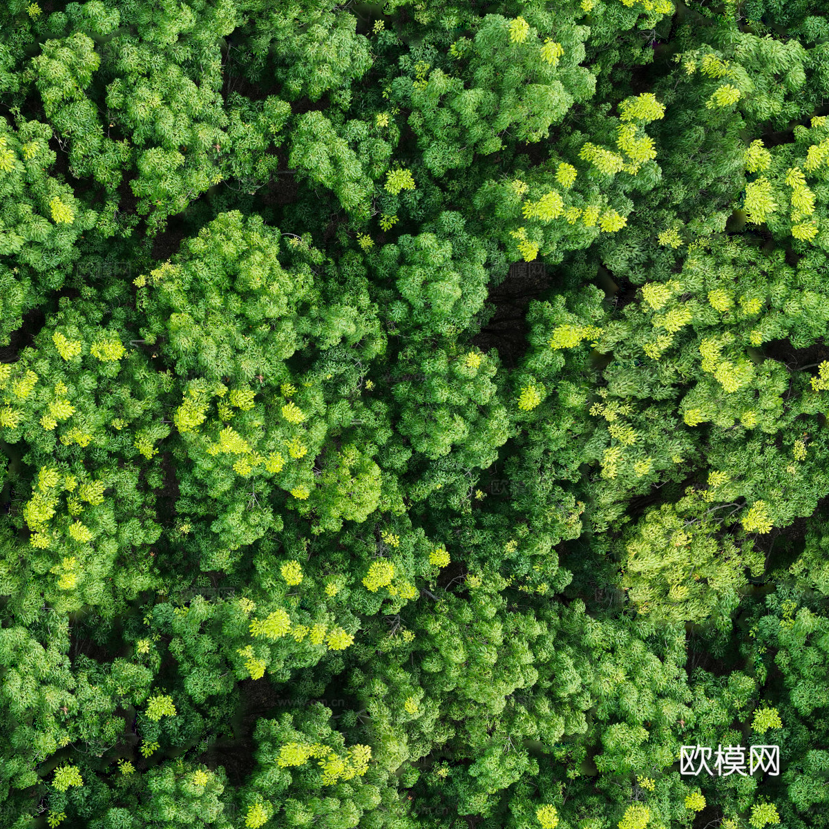 森林树林俯视图116