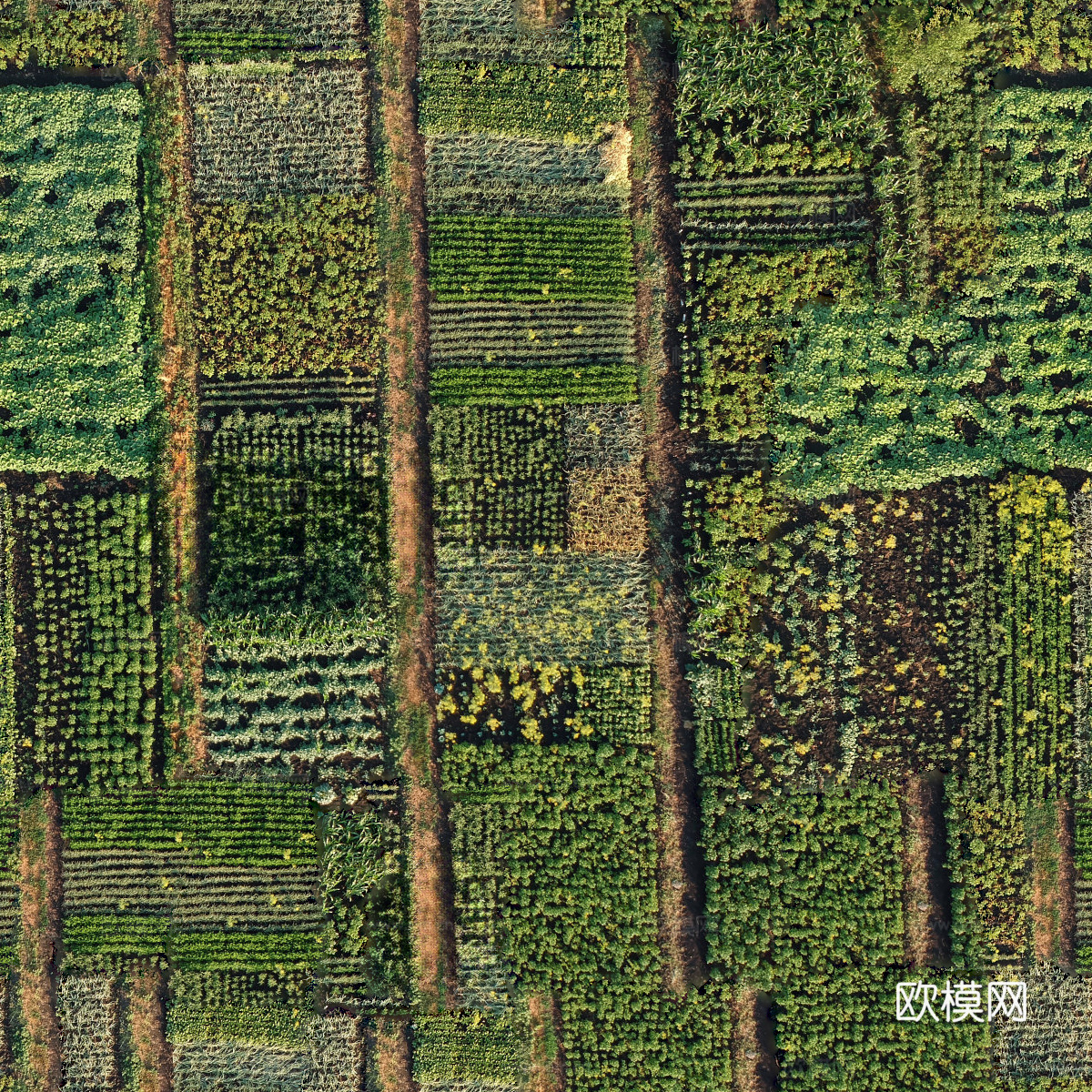 菜地农田农作物俯视图18下载