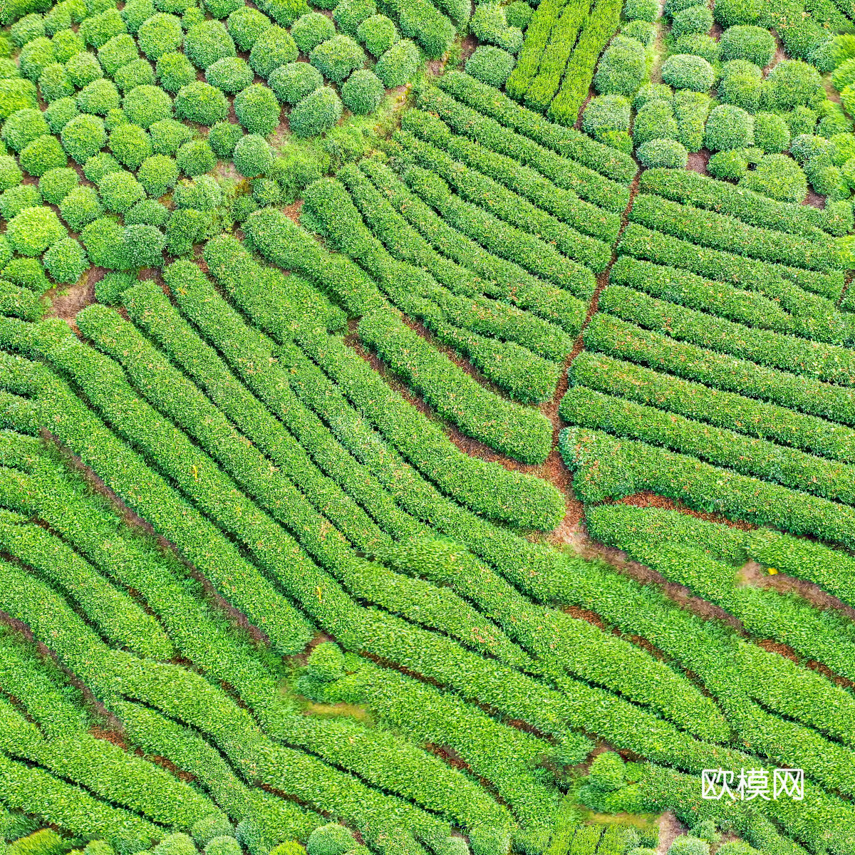 满山茶园茶山茶树俯视图150下载