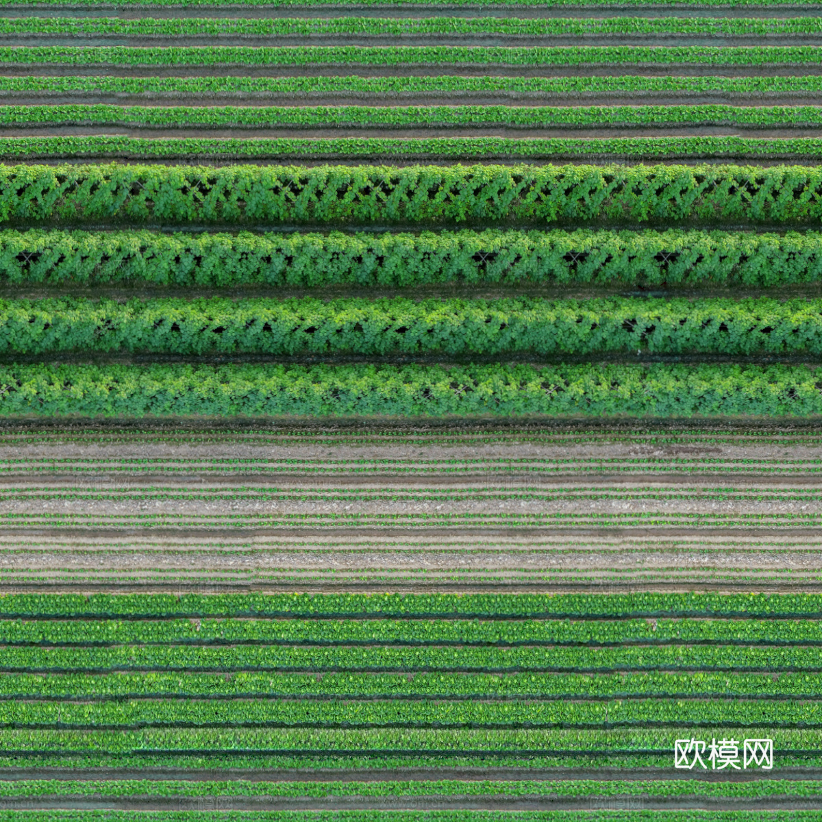 菜地农田农作物俯视图34下载