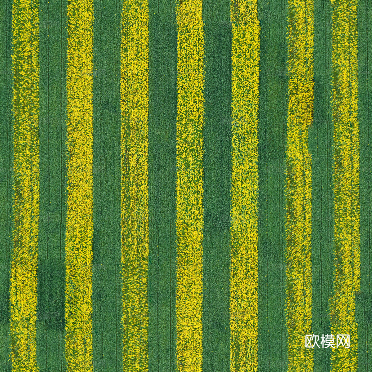 农田油菜花田197下载