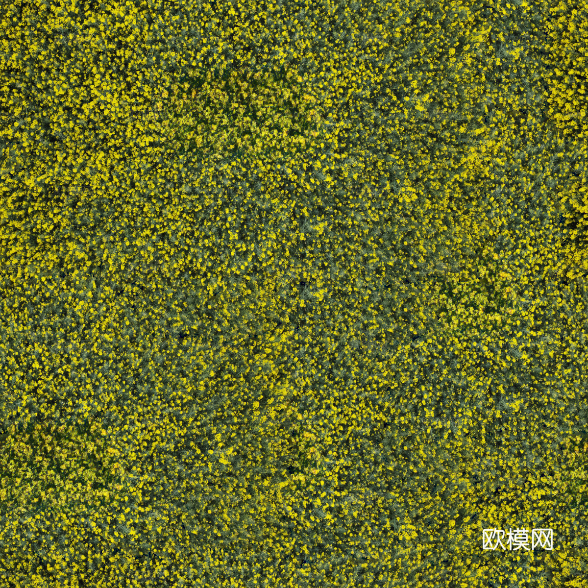 农田油菜花田196