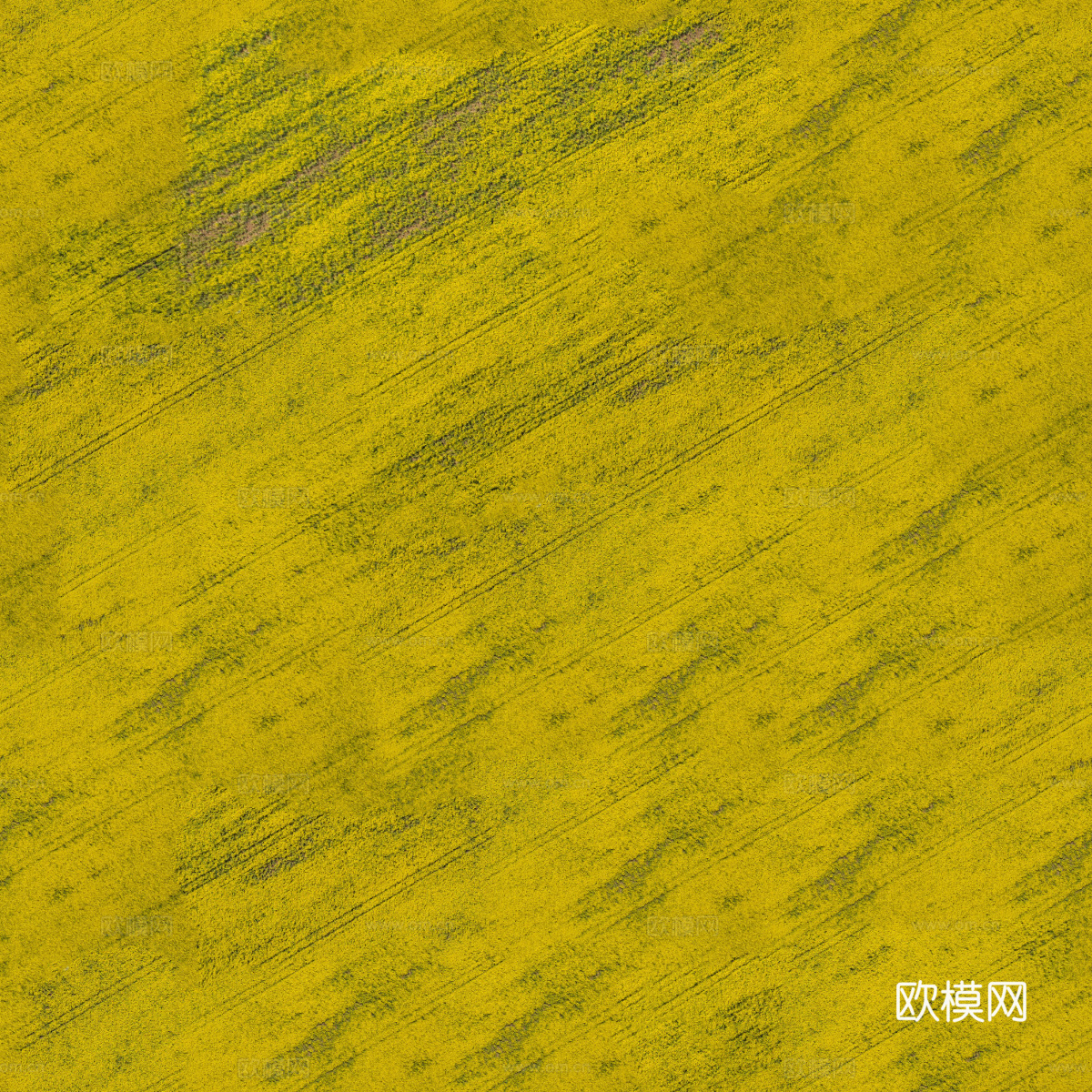 农田油菜花田247下载